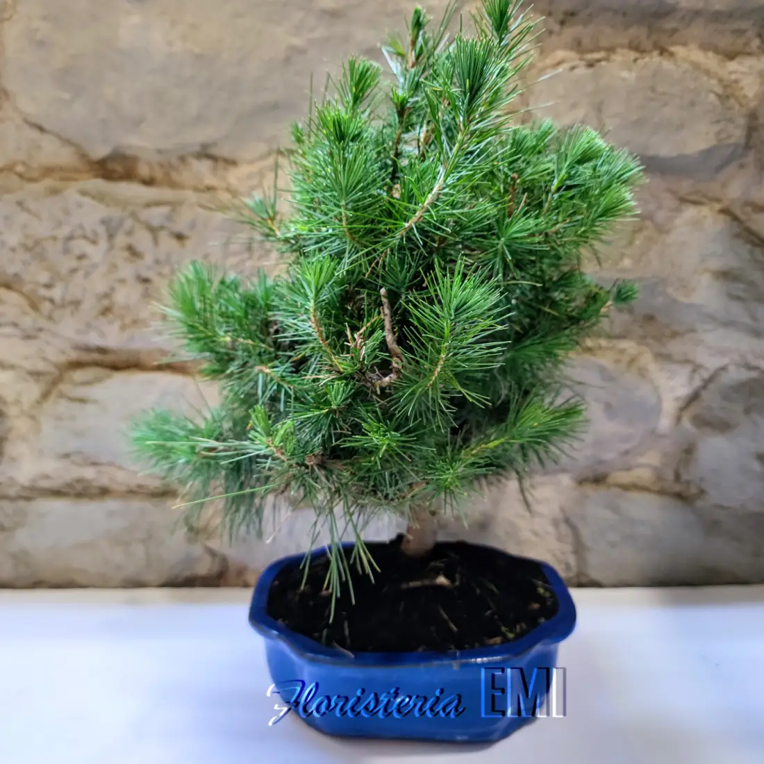 Bonsai Pi (Pinus halepensis) de 8 anys. Bonsai Pi Blanc de fulla perenne d'origen mediterrani, les seves branques i escorça són de color grisenc. Bonsai per a exterior (per col·locar en terrassa, bal