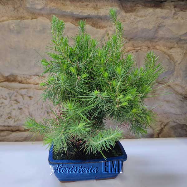 Bonsai Pi (Pinus halepensis) de 7 anys. Bonsai Pi Blanc de fulla perenne d'origen mediterrani, les seves branques i escorça són de color grisenc. Bonsai per a exterior (per col·locar en terrassa, bal